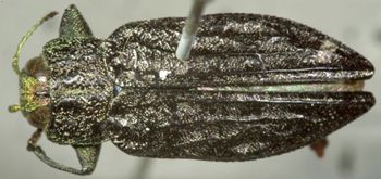 Media type: image;   Entomology 8116 Aspect: habitus dorsal view